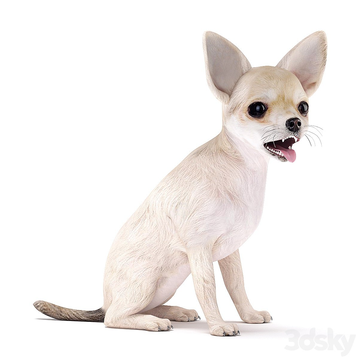 Chihuahua