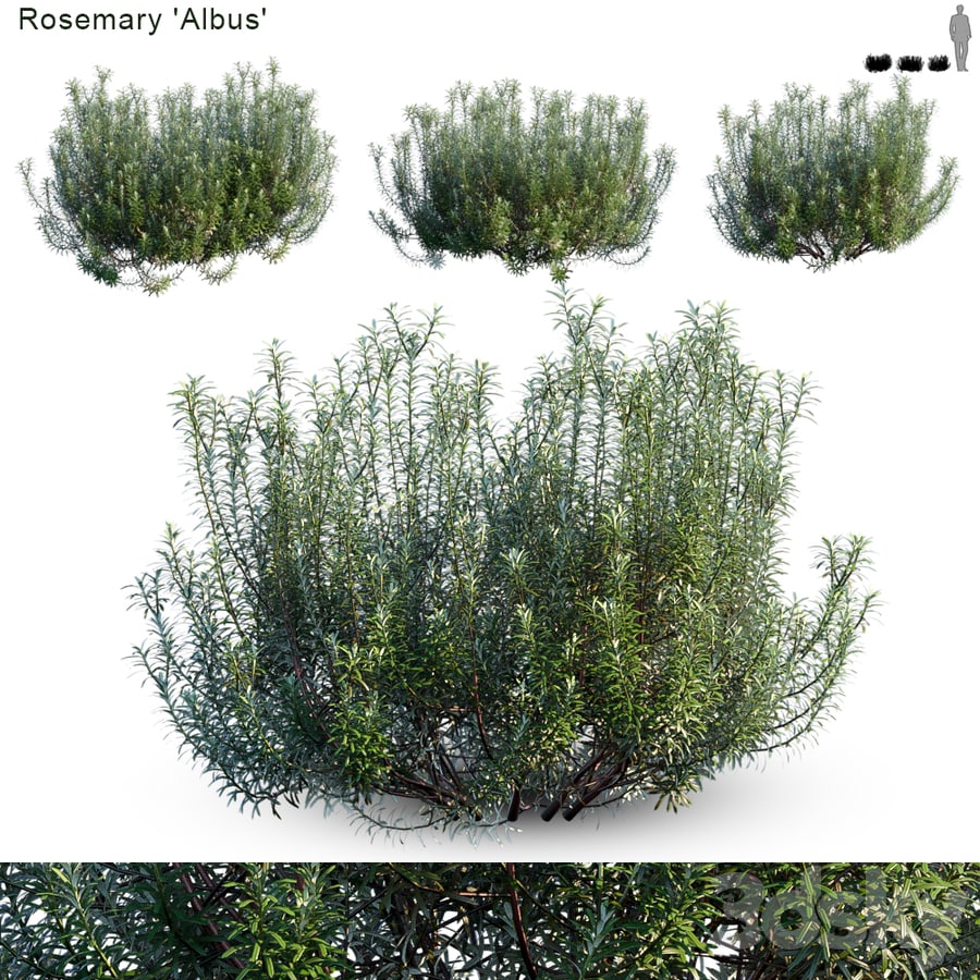 Target Rosemary