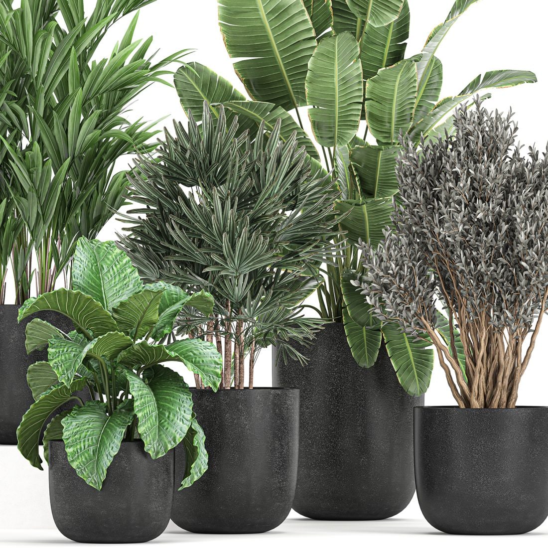 Plant Collection 813. Banana, Olive Tree, Rapis, Alocasia, Shrubs, Palm, Black Pot, Indoor, Decorative, Flower, Pot, Plants