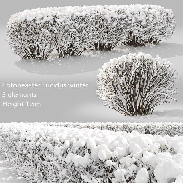 Cotoneaster winter