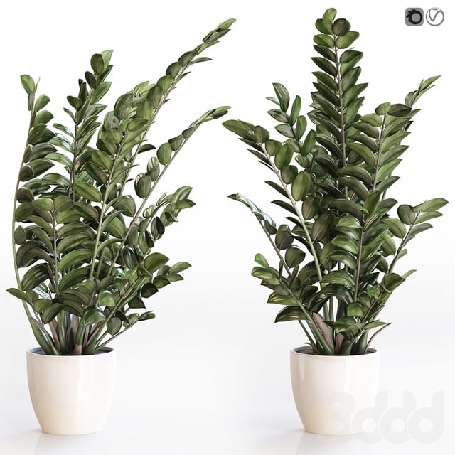 Corner flowerpot Zamioculcas in a white pot