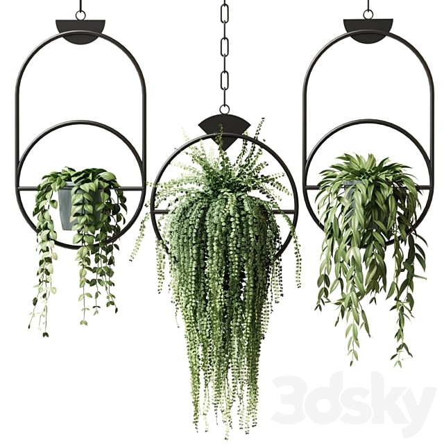 Ampel plants in hanging pots with black rings - set 15