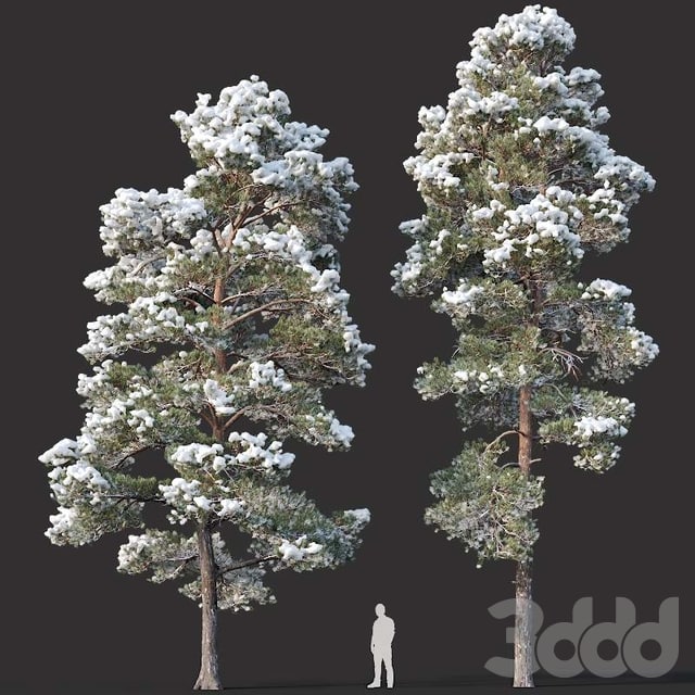 Pinus sylvestris # 15 H12,14m. Two winter trees