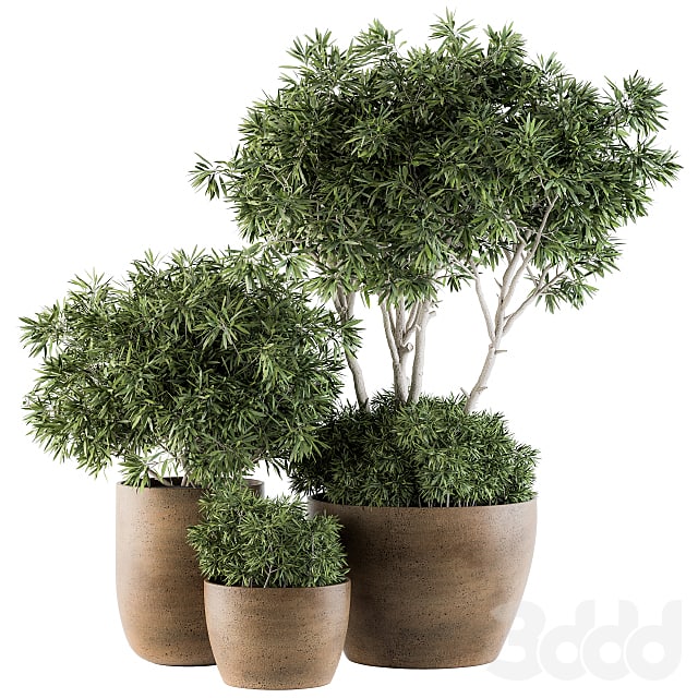 Outdoor Plants tree in Concrete Pot - Set 111