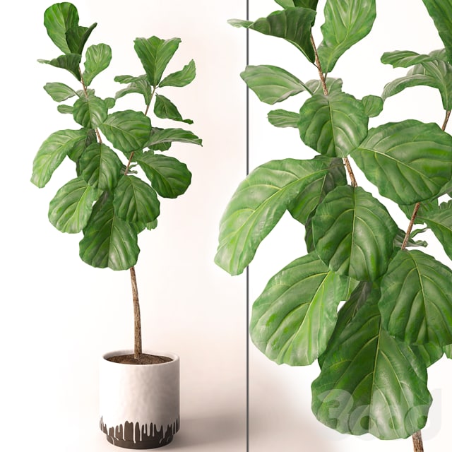 Highly detailed model of Ficus Lyrata.
