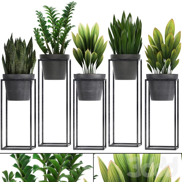 Plant collection 240. Shelf with flowers, Zamioculcas, sansevieria, indoor plants, pot, stand with flowers ,