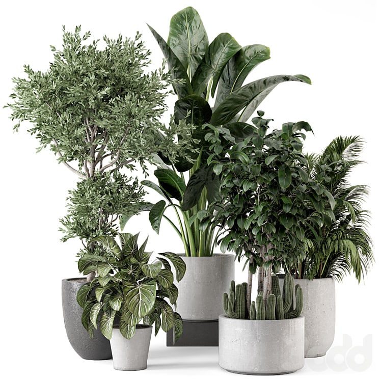Indoor Plants in rusty Concrete Pot - Set 584