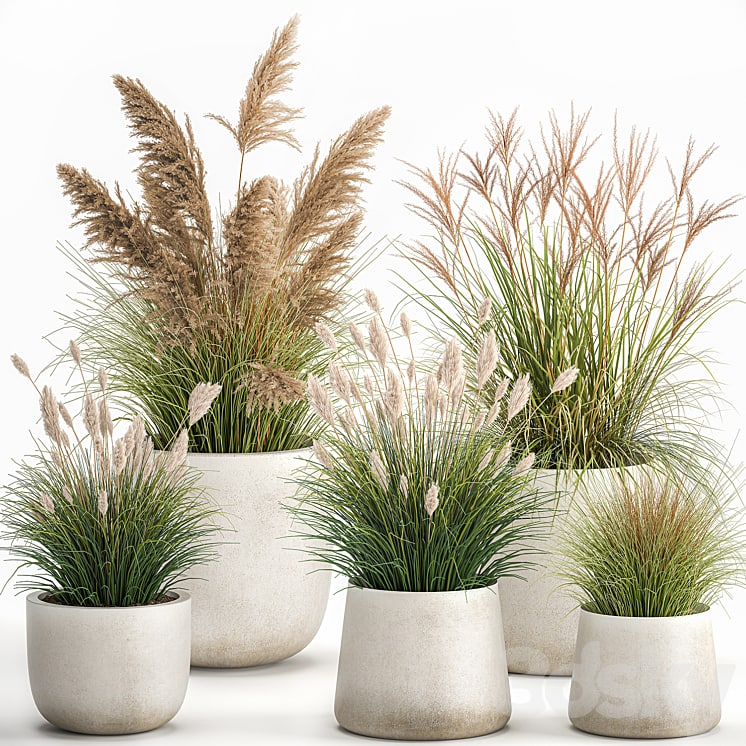 Reeds In A Concrete Flowerpot 1094