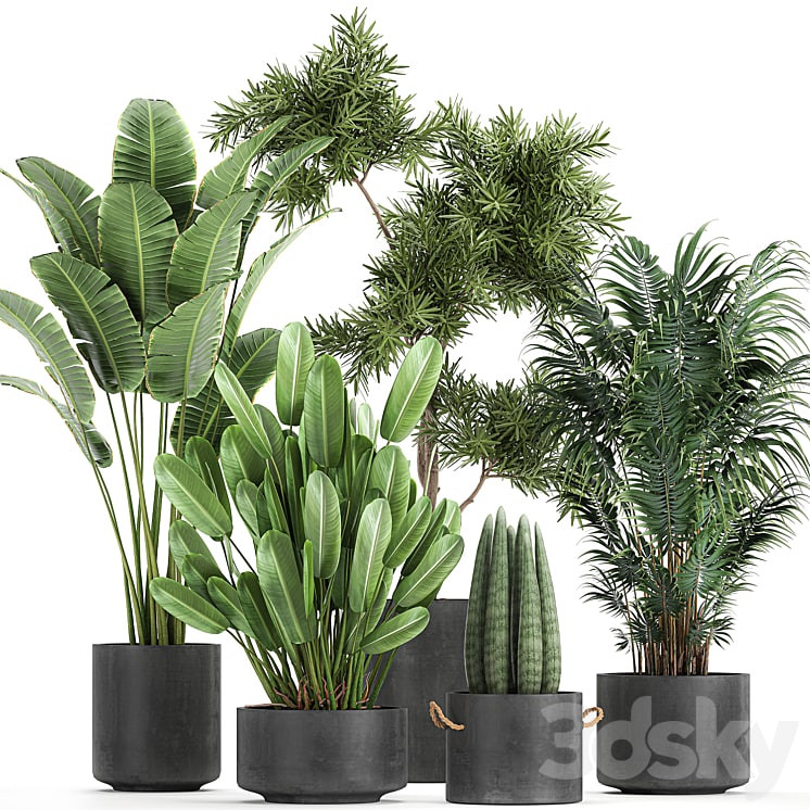 Plant collection 754. strelitzia, tree, palm, banana, sansevieria, black flowerpot, Howea forsteriana