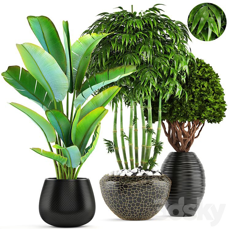Collection of plants 137. Banana palm, bush, topiary, boxwood, bamboo, strelitzia, ravenala, black pot, flowerpot, strelitzia
