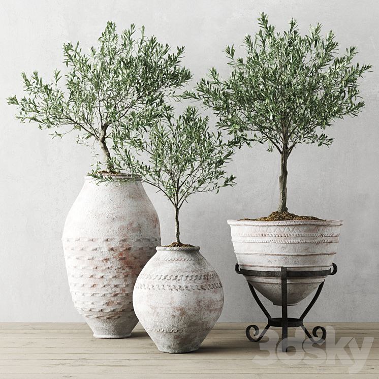 European Olives In Old Pots