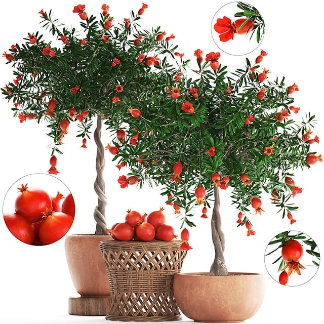 Plant Collection 264. Pomegranate tree with fruits, blooming, rattan table, flowerpot, outdoor, clay, clinker, eco design, natural materials