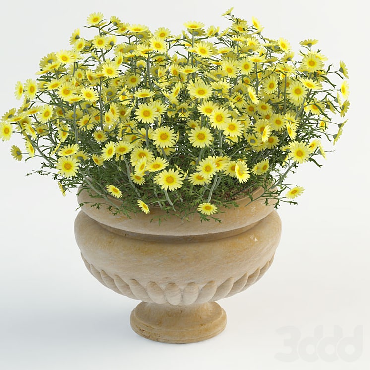 chamomile in a pot