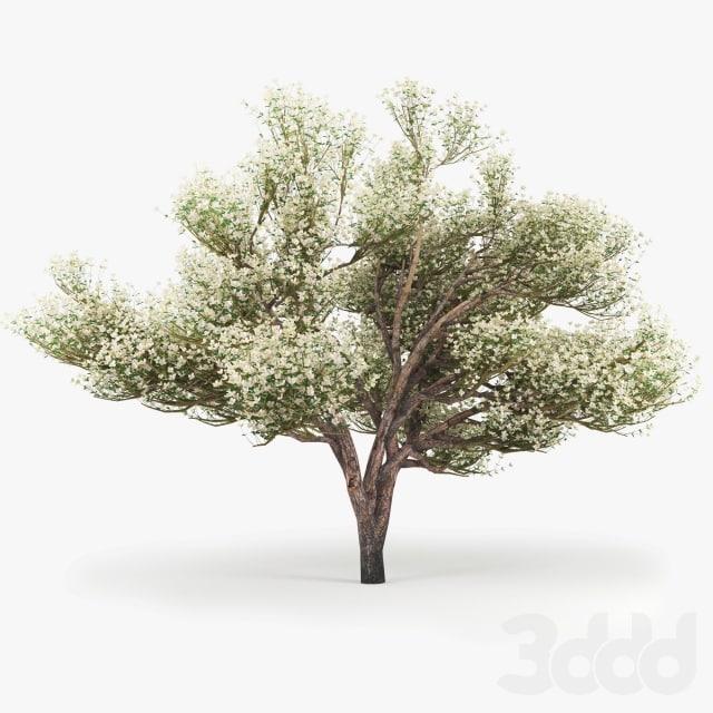 Flowering_Apple_Tree