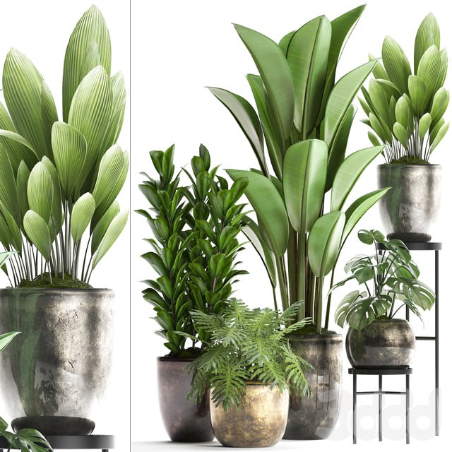 Plant Collection 361. luxury flowerpot, Philodendron, monstera, banana, palm grass, indoor plants, luxury, interior, strelitzia