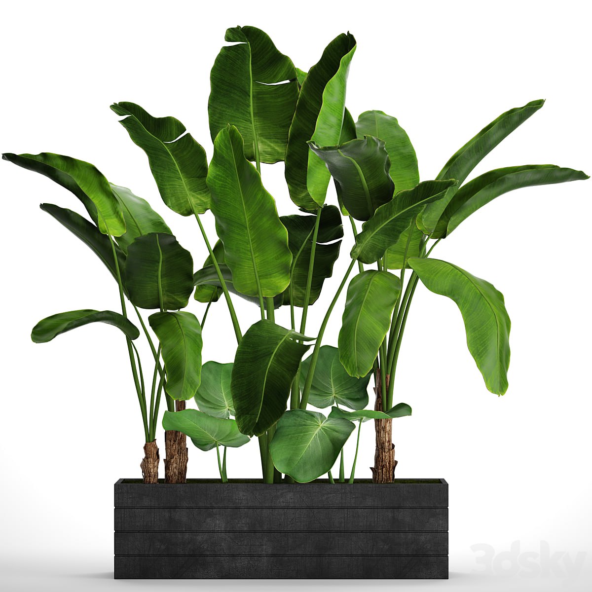 Collection of plants 73. Tropical plants, Strelitzia, banana, bushes, thickets, pot, outdoor, flowerpot, palm tree [ ](https://3dsky.org/3dmodels?tag=flower) [ ](https://3dsky.org/3dmodels?tag=flower)