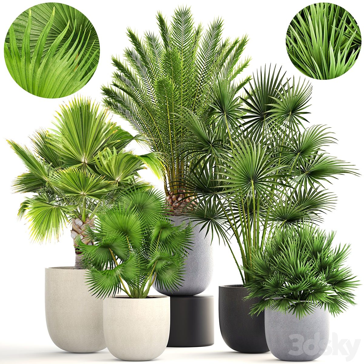 Palm collection 185. Fan, Hovea, Date, Hamerops, Brachea, Bismarckia, interior, pot, flowerpot, flower, set