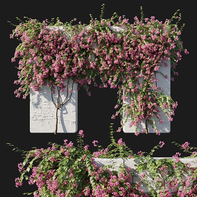 Bougainvillea 02