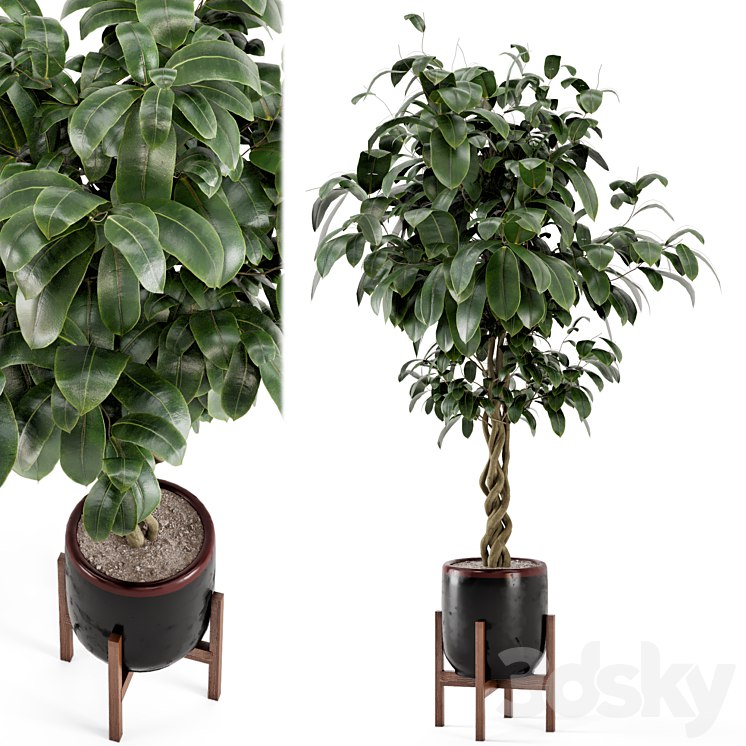 Indoor Plants in Combination of wood & concrete Pot - Set 301