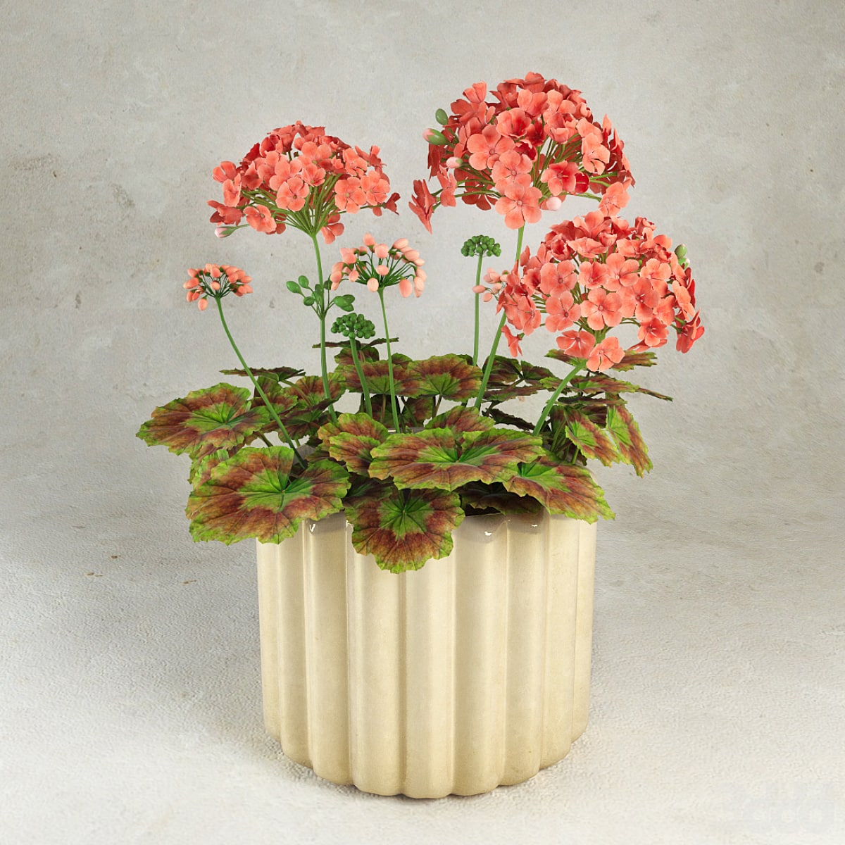 Geranium (Pelargonium)