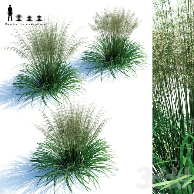 Lugovik turfy (Pike) | Deschampsia cespitosa