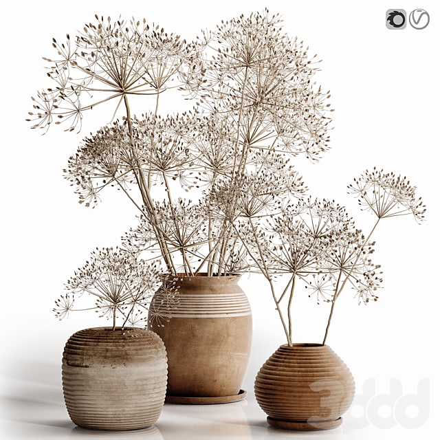 heracleum plant set