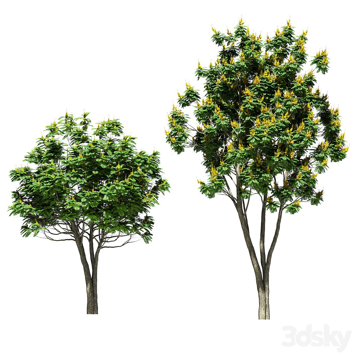 Tree peltoforum krylatoplodny. 2 models