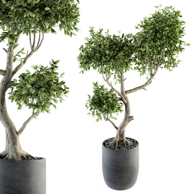 Plant Big Bonsai Indoor Plants 110