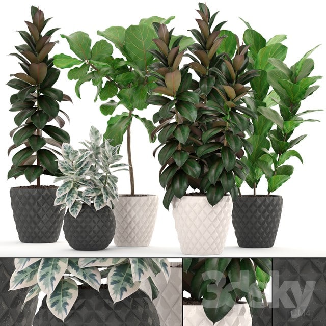 Коллекция растений 212. FICUS SET