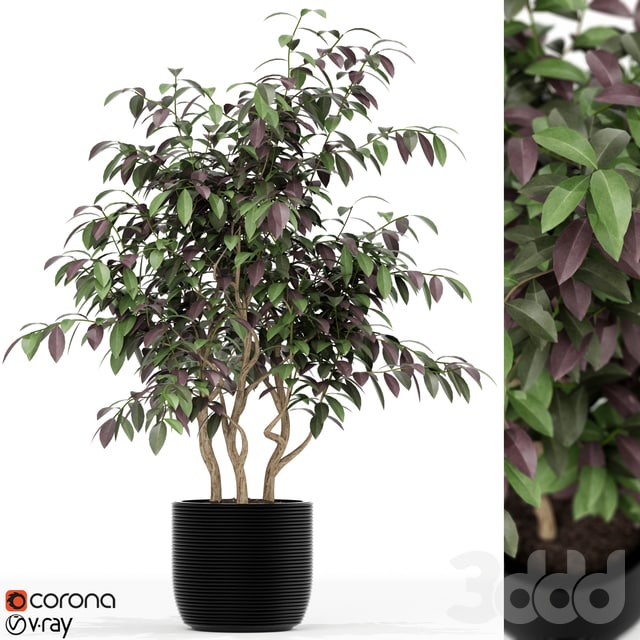 Plants collection 163