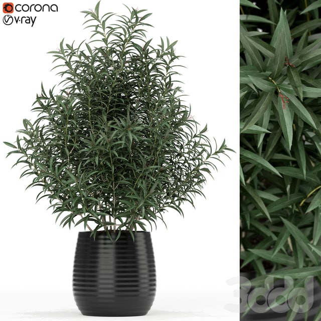 Plants collection 167