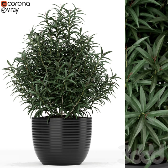 Plants collection 168