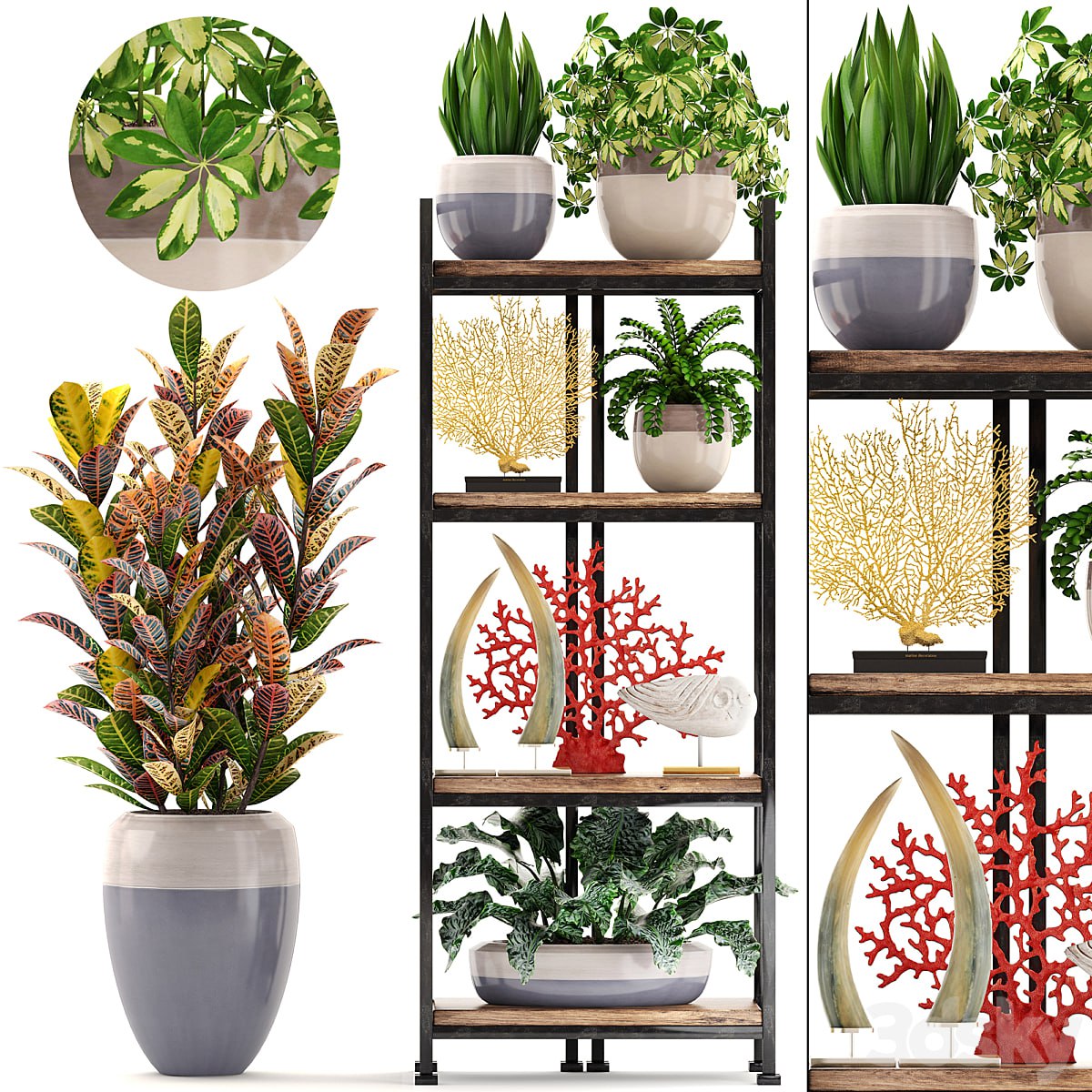 Decorative set. 6th. Rack, croton, flowerpot, shelf with flowers, decor, coral, tusk