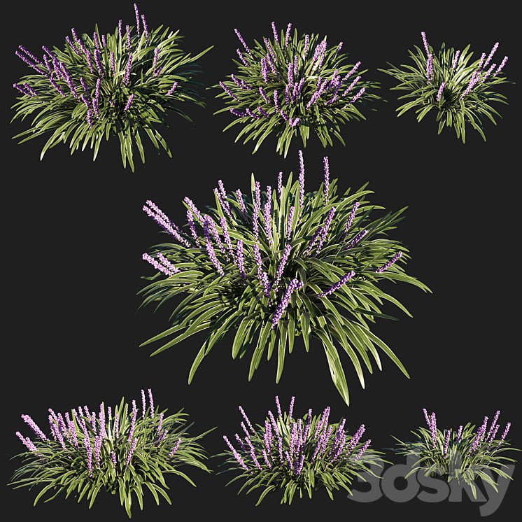 liriope muscari variegata grass 02