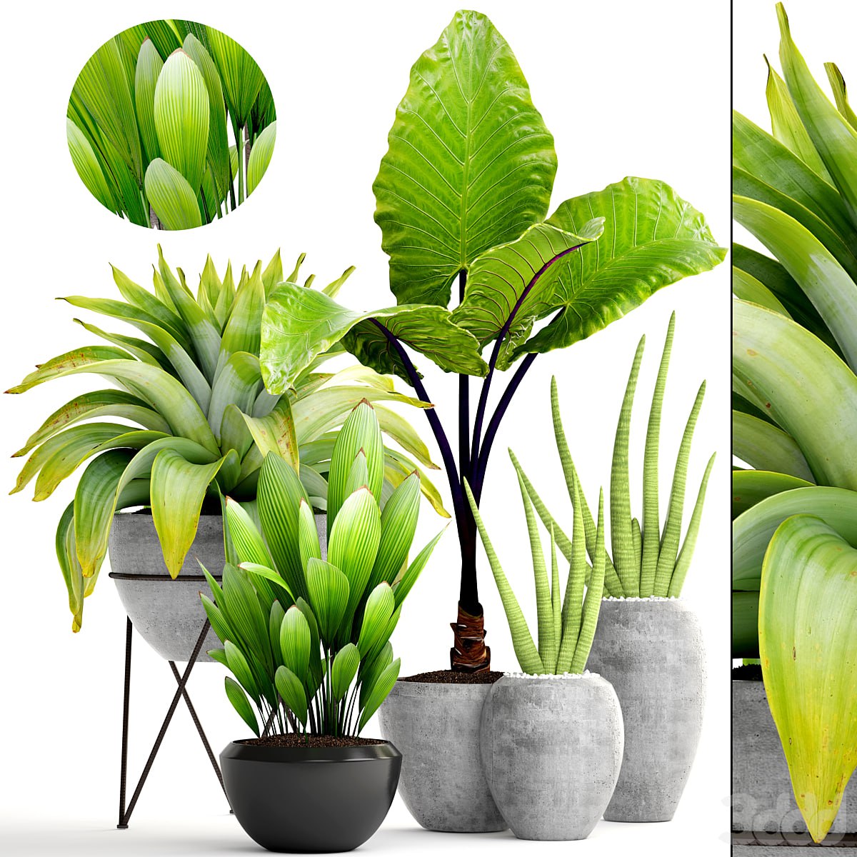 Plant collection 145