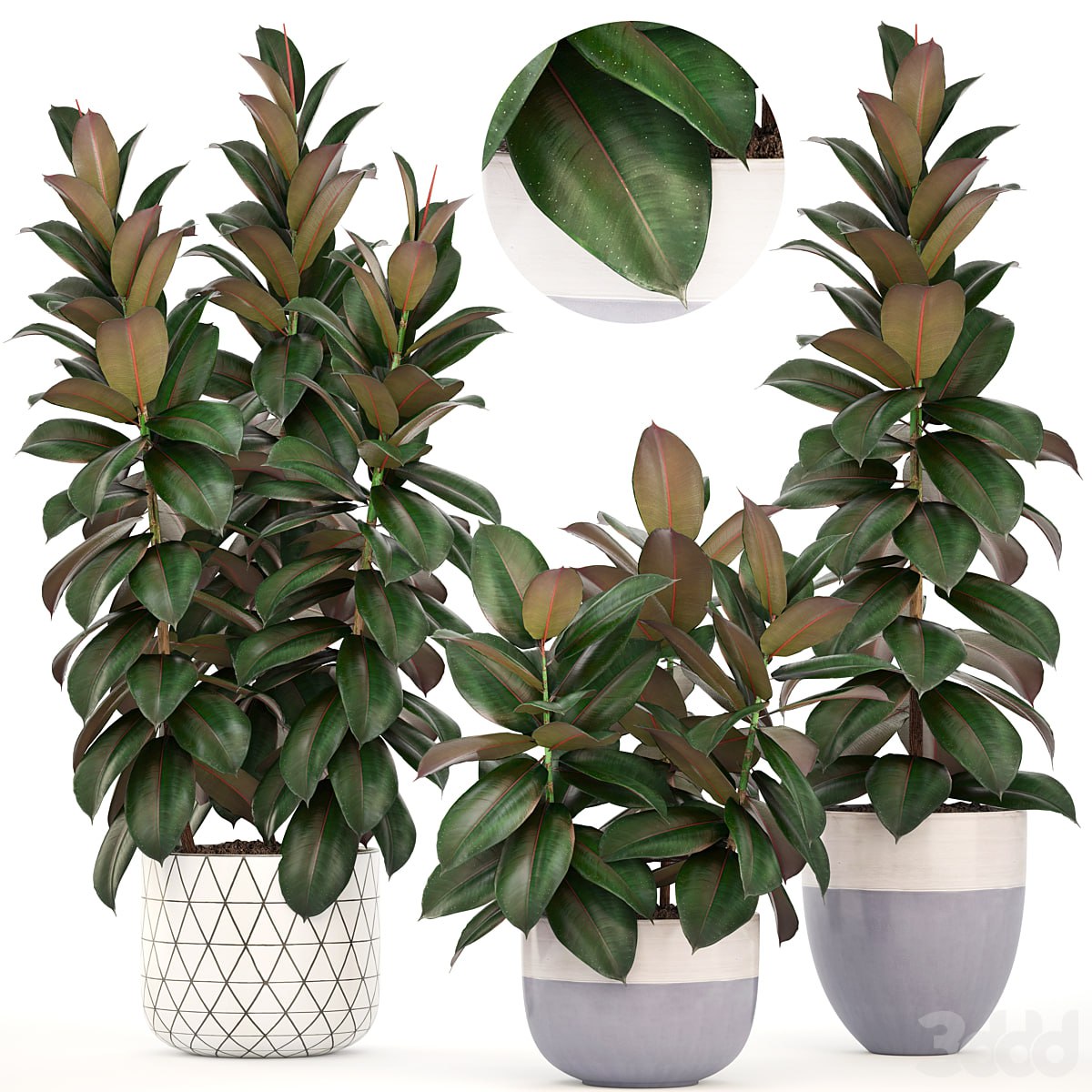 Ficus collection 204