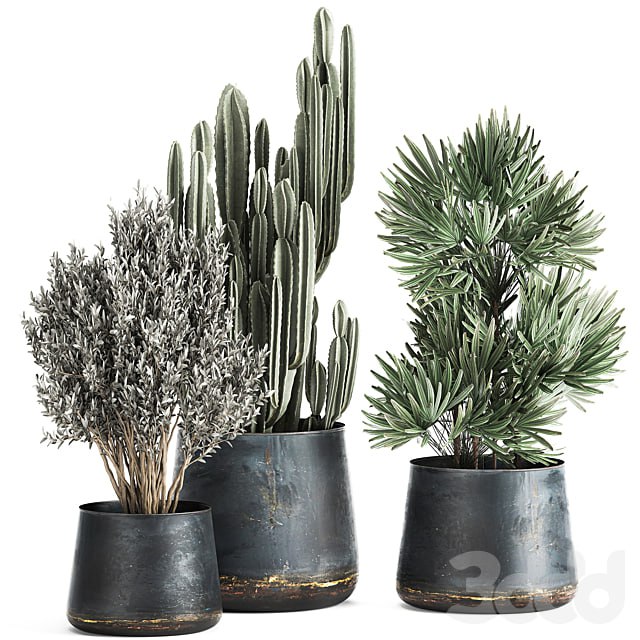Plant collection 870. Cactus, palm, olive, tree, rapis, flowerpot, industrial style, luxury decor, Cereus, tree, Raphis Palm