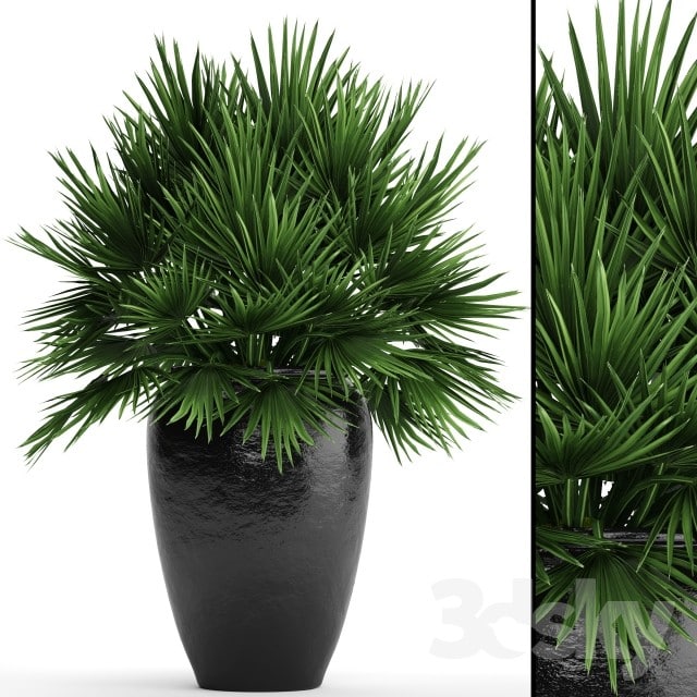 Chamaerops palm, Chamaerops, palm tree, bush, pot, flowerpot, outdoor, decorative, interior