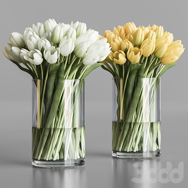 White and yellow tulips