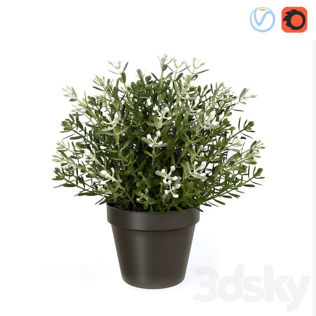 Fake Thyme