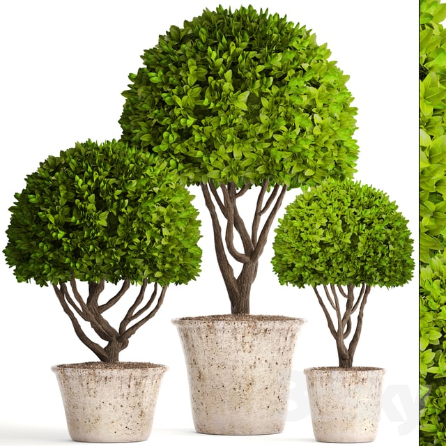 Collection of plants 126. Boxwood topiary, topiary, garden trees, garden plants, pot, outdoor flowerpot, bush, small tree