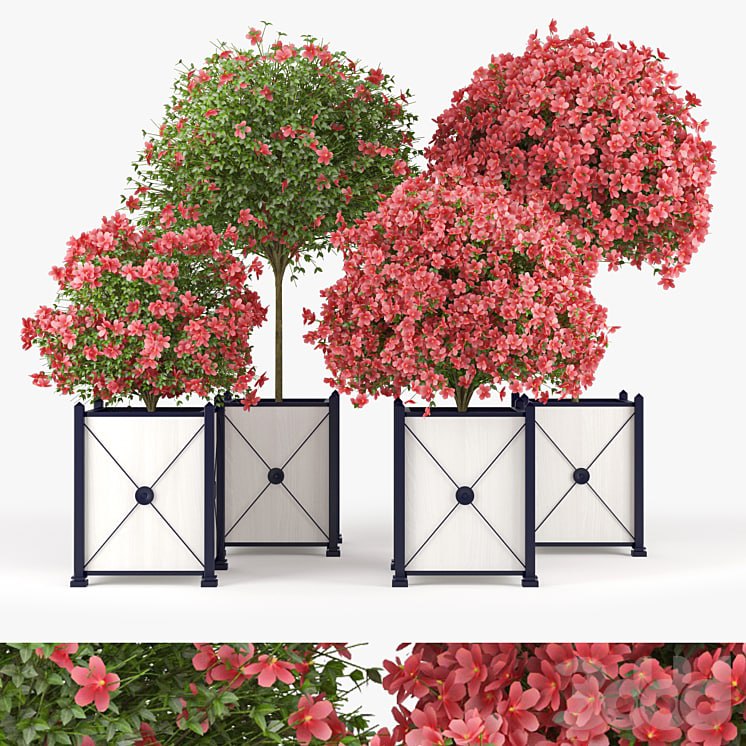 Seminole Pink Hibiscus