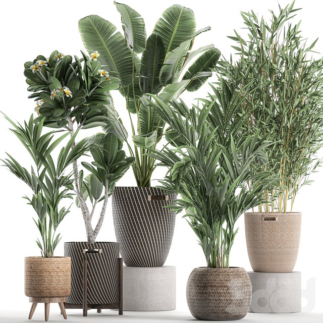 Plant Collection 631. basket, rattan, banana, bamboo, palm tree, hovea, indoor plants, plumeria, eco design, nature decor, scandinavian style, strelitzia, wicker