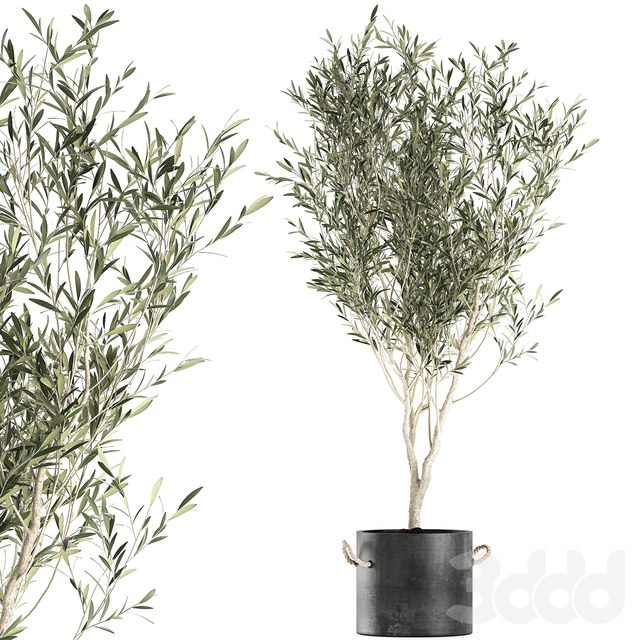 Plant Olive tree 647. Oliva, indoor plant, flowerpot, concrete pot, stylish, interior, tree, office plant, outdoor, concrete pot #