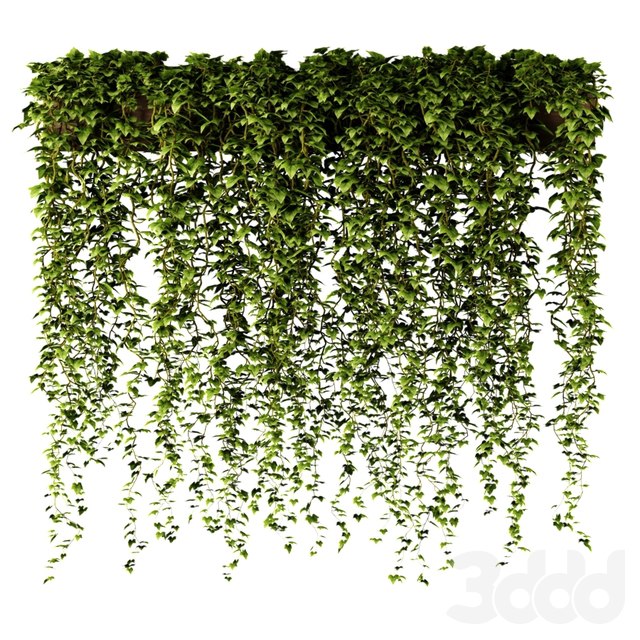 Ivy in a long rectangular planter