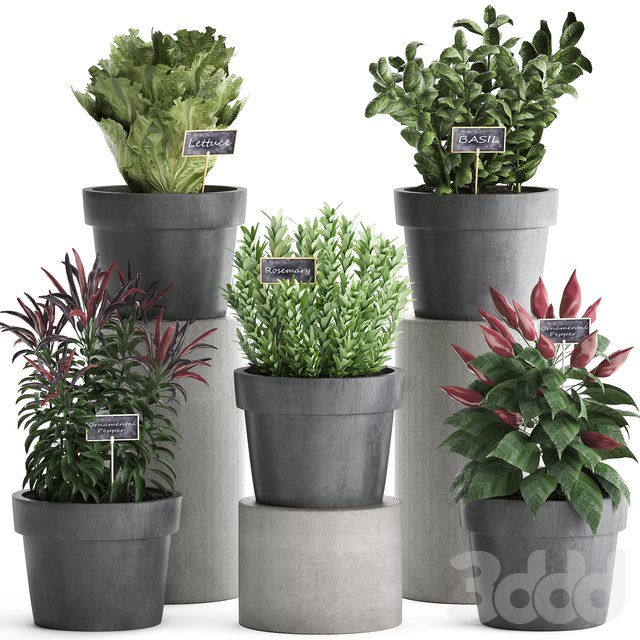 A collection of plants 391. Greens for the kitchen. Greenery for kitchen, kitchen garden, kitchen garden, rosemary, pepper, herbs, vegetables, eco design, lettuce, pots
