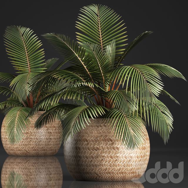 Plant Coconut palm 340. Small palm, basket, rattan, indoor, interior, eco design, natural decor
