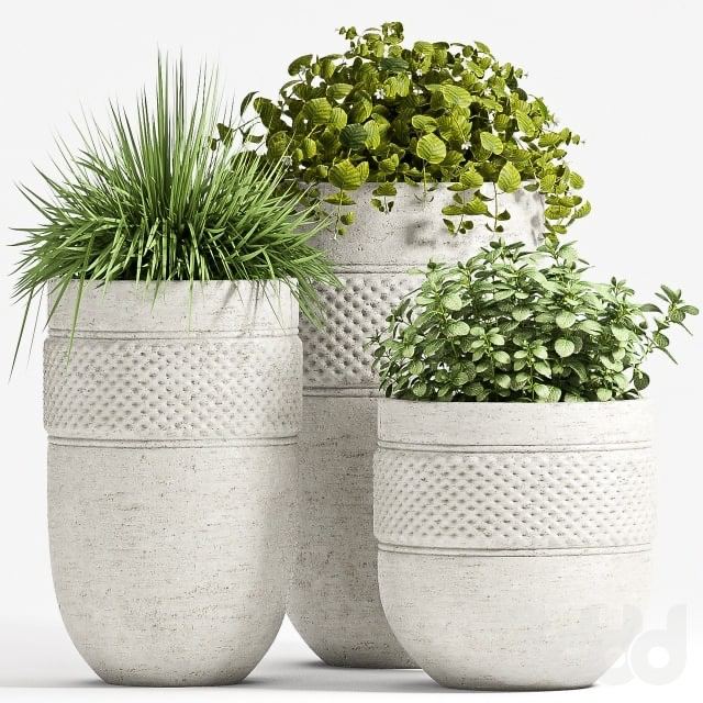 PLANT SET - 67