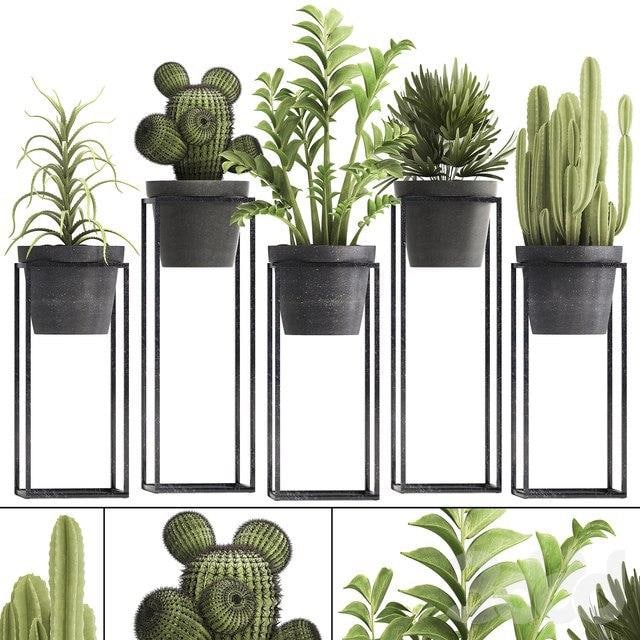 Plant collection 314. Small plants, pot, cactus, rapis, aloe, cireus, indoor, stand, concrete, pot, loft, Zamioculcas, Raphis Palm , , , , , , , , , , , , , , , , , , , , , , , , , , , , , , ,, , , , , , , , , , , , , , , , ,