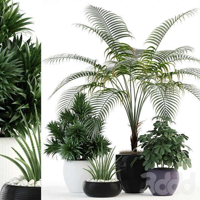 Plants collection 86